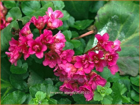 Bergenia &#039;Abendglut&#039; | Schoenlappersplant, Olifantsoren