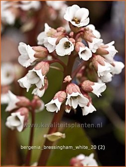 Bergenia &amp;#39;Bressingham White&amp;#39;