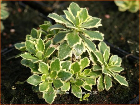 Aubrieta &#039;Dr. Mules Variegated&#039; | Blauwkussen | Blaukissen