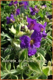 Aubrieta &#039;Dr. Mules Variegated&#039; | Blauwkussen | Blaukissen