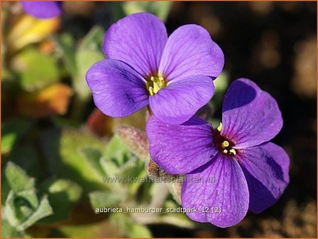 Aubrieta &#039;Hamburger Stadtpark&#039; | Rijstebrij, Randjesbloem, Blauwkussen