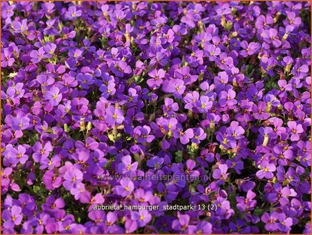 Aubrieta &#039;Hamburger Stadtpark&#039; | Rijstebrij, Randjesbloem, Blauwkussen