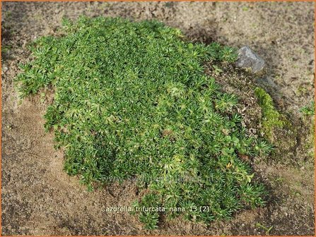 Azorella trifurcata &#039;Nana&#039; | Andeskruid