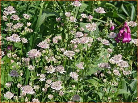 Astrantia major | Zeeuws knoopje