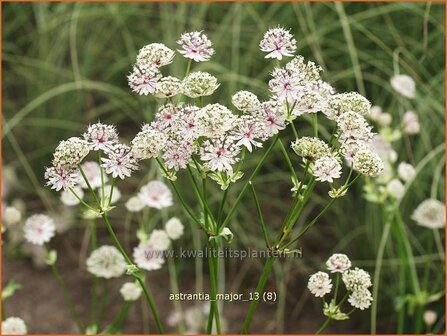 Astrantia major | Zeeuws knoopje