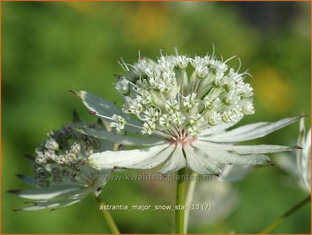 Astrantia major &#039;Snow Star&#039; | Zeeuws knoopje