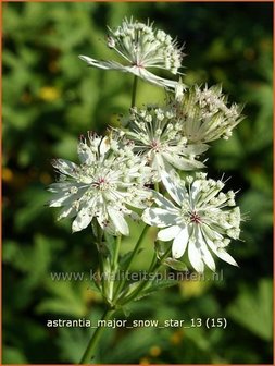 Astrantia major &#039;Snow Star&#039; | Zeeuws knoopje