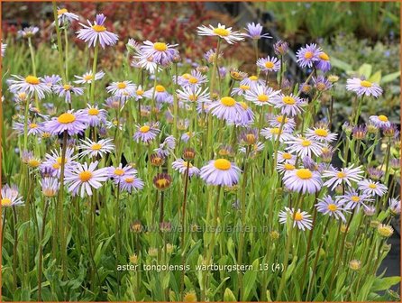 Aster tongolensis &#039;Wartburgstern&#039; | Aster