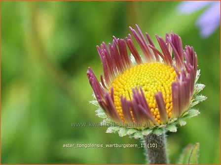 Aster tongolensis &#039;Wartburgstern&#039; | Aster