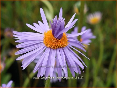 Aster tongolensis &#039;Wartburgstern&#039; | Aster