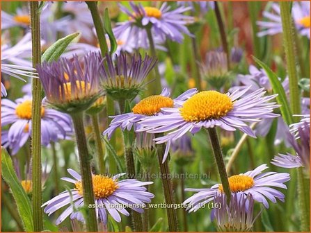 Aster tongolensis &#039;Wartburgstern&#039; | Aster