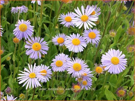 Aster tongolensis &#039;Wartburgstern&#039; | Aster