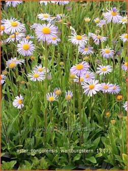 Aster tongolensis &#039;Wartburgstern&#039; | Aster