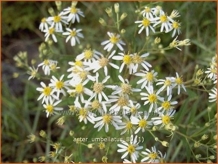 Aster umbellatus | Aster