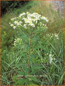 Aster umbellatus | Aster