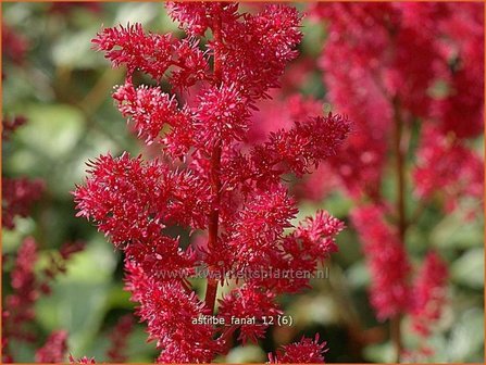 Astilbe &#039;Fanal&#039; | Spirea