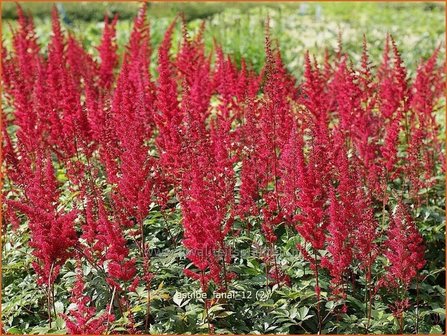 Astilbe &#039;Fanal&#039; | Spirea