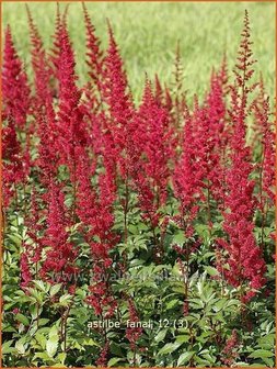 Astilbe &#039;Fanal&#039; | Spirea