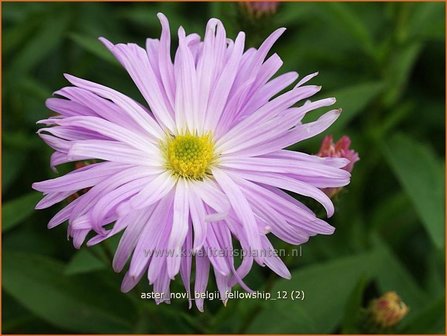 Aster novi-belgii &#039;Fellowship&#039; | Aster