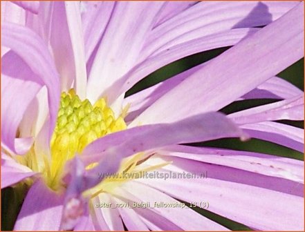 Aster novi-belgii &#039;Fellowship&#039; | Aster