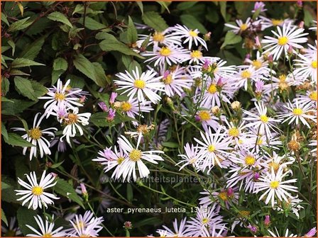 Aster pyrenaeus &#039;Lutetia&#039; | Aster