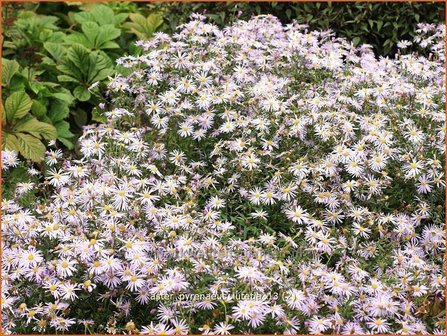 Aster pyrenaeus &#039;Lutetia&#039; | Aster