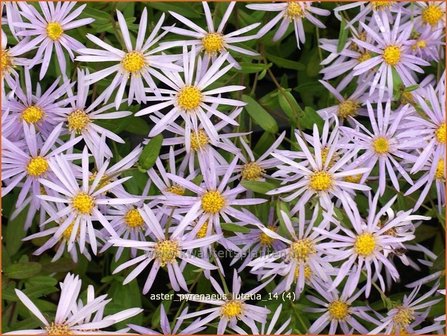 Aster pyrenaeus &#039;Lutetia&#039; | Aster