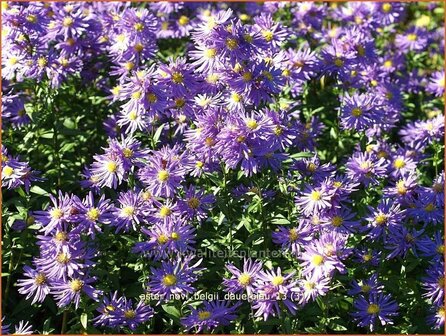 Aster novi-belgii &#039;Dauerblau&#039; | Aster