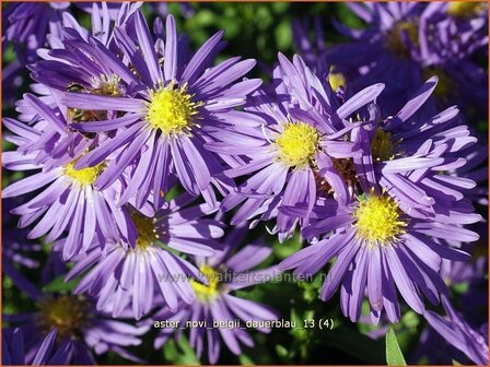 Aster novi-belgii &#039;Dauerblau&#039; | Aster