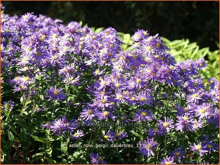 Aster novi-belgii &#039;Dauerblau&#039; | Aster