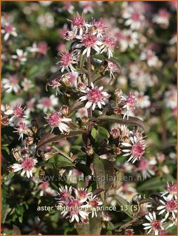 Aster lateriflorus &amp;#39;Prince&amp;#39;