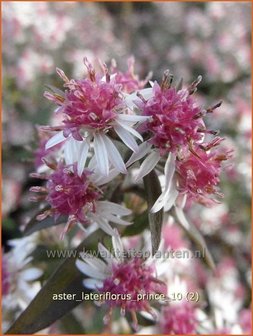 Aster lateriflorus &#039;Prince&#039; | Aster