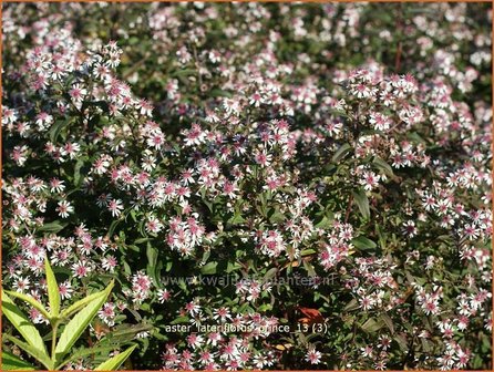 Aster lateriflorus &amp;#39;Prince&amp;#39;