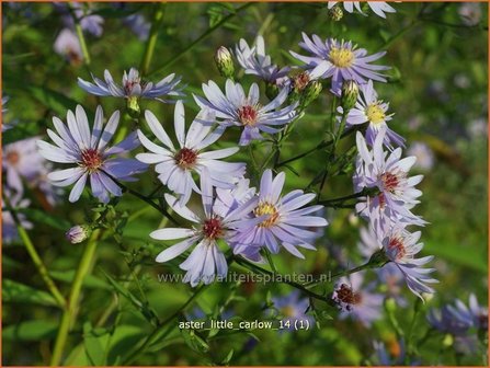 Aster &#039;Little Carlow&#039; | Aster | Aster