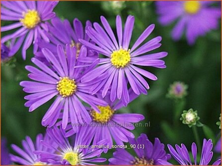 Aster amellus &#039;Sonora&#039; | Aster