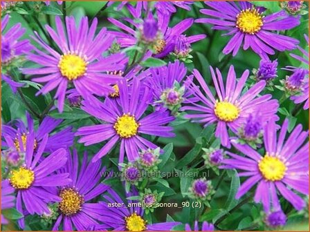 Aster amellus &#039;Sonora&#039; | Aster