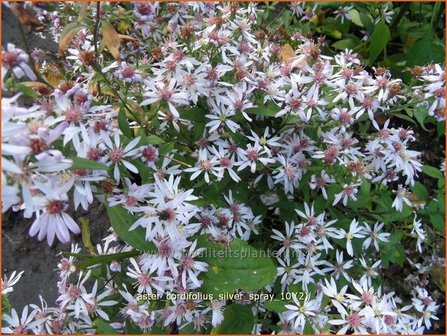 Aster cordifolius &#039;Silver Spray&#039; | Hartbladaster, Aster | Herzbl&auml;ttrige Schleier-Aster