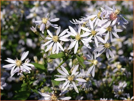 Aster cordifolius &#039;Silver Spray&#039; | Hartbladaster, Aster | Herzbl&auml;ttrige Schleier-Aster