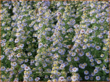 Aster ericoides &#039;Blue Star&#039; | Aster, Heideaster