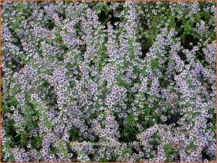 Aster ericoides &#039;Blue Star&#039; | Aster, Heideaster