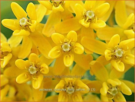 Asclepias tuberosa &#039;Hello Yellow&#039; | Zijdeplant, Knolzijdeplant