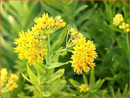 Asclepias tuberosa &#039;Hello Yellow&#039; | Zijdeplant, Knolzijdeplant