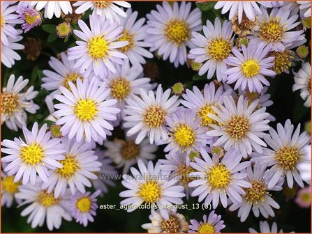 Aster ageratoides &#039;Stardust&#039; | Aster