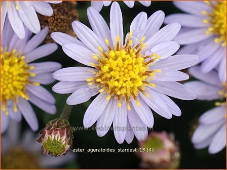 Aster ageratoides &#039;Stardust&#039; | Aster