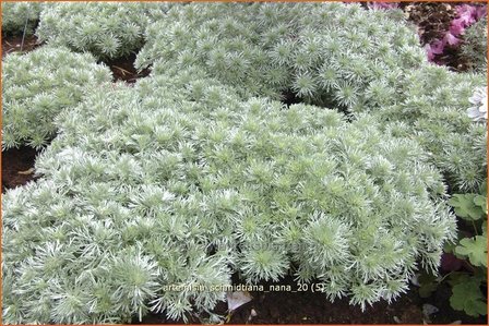 Artemisia schmidtiana &#039;Nana&#039; | Alsem, Bijvoet, Edelruit