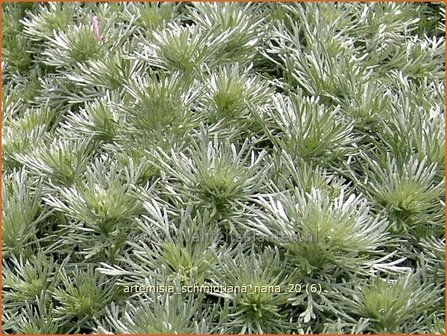 Artemisia schmidtiana &#039;Nana&#039; | Alsem, Bijvoet, Edelruit