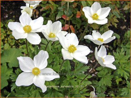 Anemone sylvestris | Anemoon