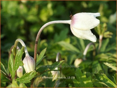 Anemone sylvestris | Anemoon