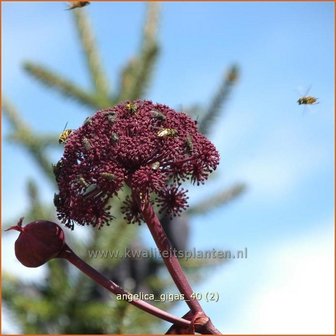 Angelica gigas | Engelwortel