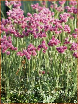 Antennaria dioica &#039;Rotes Wunder&#039; | Rozenkransje